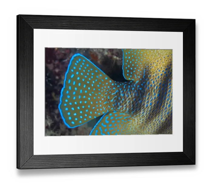 Framed Print : Six-banded Angelfish (Pomacanthus sexstriatus) adult, close-up of tail, Kwatisore Point Framed Print : Six-banded Angelfish (Pomacanthus sexstriatus) adult, close-up of tail, Kwatisore Point