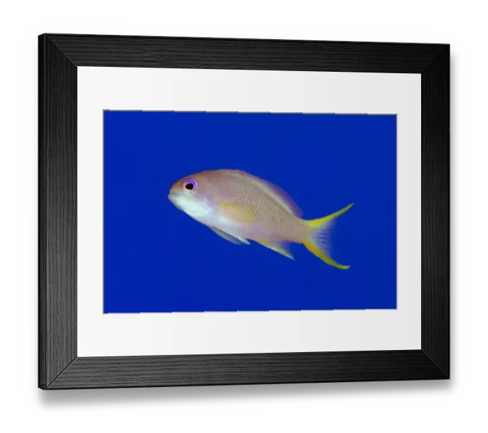 Framed Print : Lyretail Anthias (Pseudanthias squamipinnis) adult female, swimming, Nyata Island, Barat Daya Islands Framed Print : Lyretail Anthias (Pseudanthias squamipinnis) adult female, swimming, Nyata Island, Barat Daya Islands