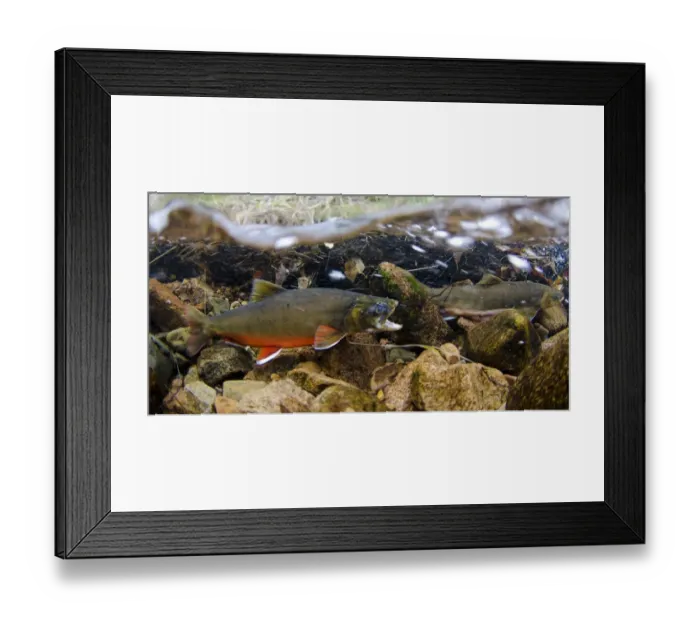 Framed Print : Arctic Char (Salvelinus alpinus) adult male and female, in breeding colours Framed Print : Arctic Char (Salvelinus alpinus) adult male and female, in breeding colours