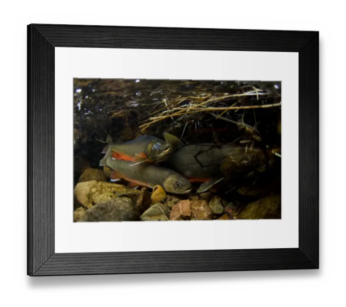 Framed Print : Arctic Char (Salvelinus alpinus) adult males and female, in breeding colours Framed Print : Arctic Char (Salvelinus alpinus) adult males and female, in breeding colours