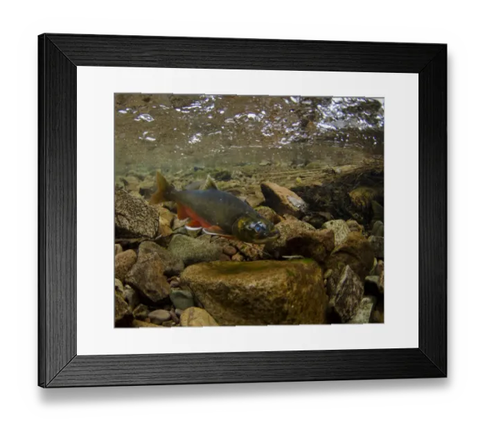 Framed Print : Arctic Char (Salvelinus alpinus) adult male, in breeding colours, swimming underwater in river flowing into glacial Framed Print : Arctic Char (Salvelinus alpinus) adult male, in breeding colours, swimming underwater in river flowing into glacial