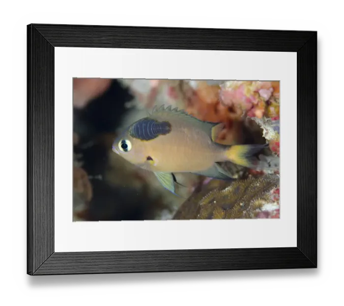 Framed Print : Darkfin Chromis (Chromis atripes) adult, with parasite attached to head, swimming, Muara Channel, Sermata Islands Framed Print : Darkfin Chromis (Chromis atripes) adult, with parasite attached to head, swimming, Muara Channel, Sermata Islands