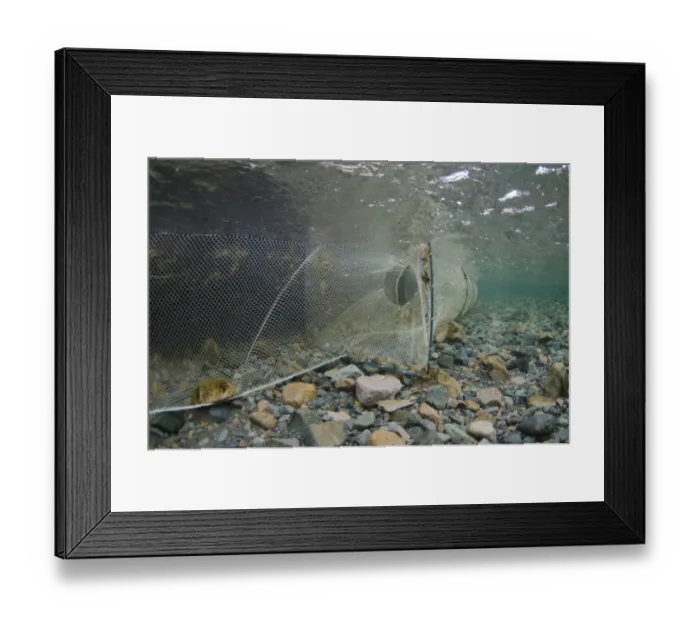 Framed Print : Arctic Char (Salvelinus alpinus) net, used to catch fish in restocking project Framed Print : Arctic Char (Salvelinus alpinus) net, used to catch fish in restocking project