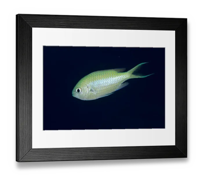 Framed Print : Black-axil Chromis (Chromis atripectoralis) adult, swimming, Nyata Island, Barat Daya Islands, Lesser Sunda Islands Framed Print : Black-axil Chromis (Chromis atripectoralis) adult, swimming, Nyata Island, Barat Daya Islands, Lesser Sunda Islands