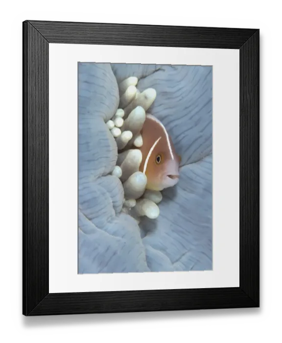 Framed Print : Pink Anemonefish (Amphiprion perideraion) adult, sheltering in Magnificent Sea Anemone (Heteractis magnifica)