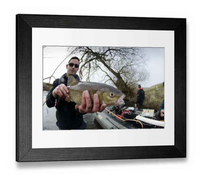 Framed Print : European Chub (Squalius cephalus) adult, held by Environment Agency worker during fish survey, River Soar Framed Print : European Chub (Squalius cephalus) adult, held by Environment Agency worker during fish survey, River Soar