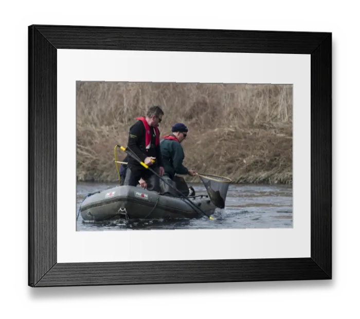 Framed Print : European Chub (Squalius cephalus) adult, in net held by Environment Agency workers electro-fishing during fish survey Framed Print : European Chub (Squalius cephalus) adult, in net held by Environment Agency workers electro-fishing during fish survey