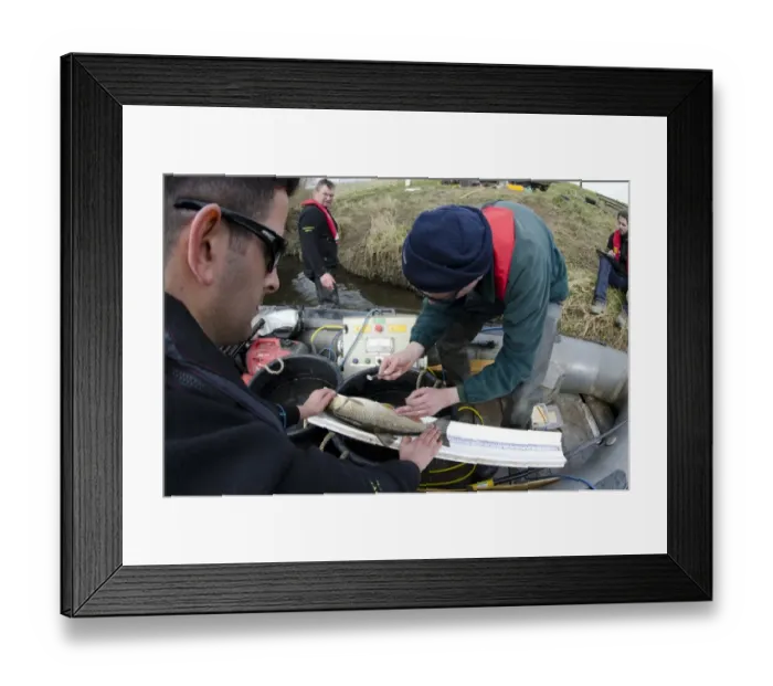 Framed Print : European Chub (Squalius cephalus) adult, having scale taken by Environment Agency workers during fish survey Framed Print : European Chub (Squalius cephalus) adult, having scale taken by Environment Agency workers during fish survey