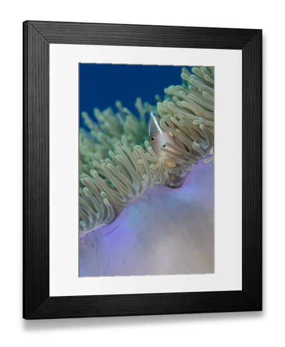 Framed Print : Pink Anemonefish (Amphiprion perideraion) adult, sheltering amongst Magnificent Sea Anemone (Heteractis magnifica)