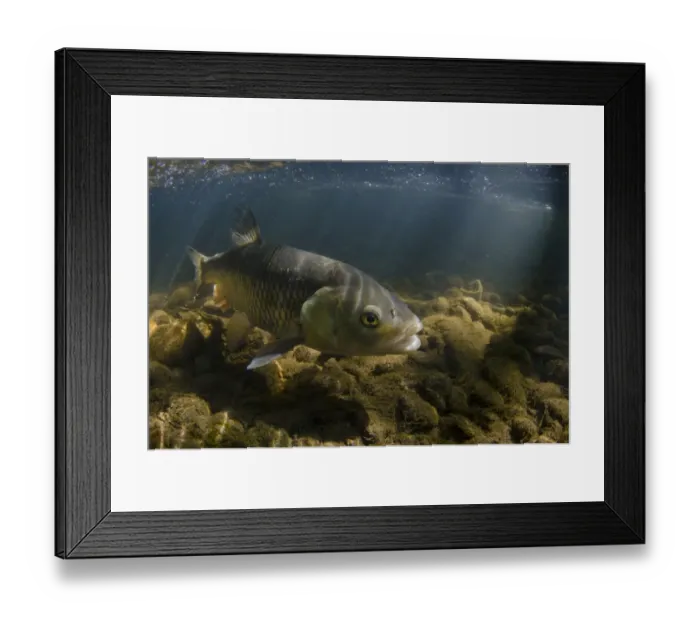 Framed Print : European Chub (Squalius cephalus) adult, swimming over gravel riverbed, Nottinghamshire, England, July Framed Print : European Chub (Squalius cephalus) adult, swimming over gravel riverbed, Nottinghamshire, England, July