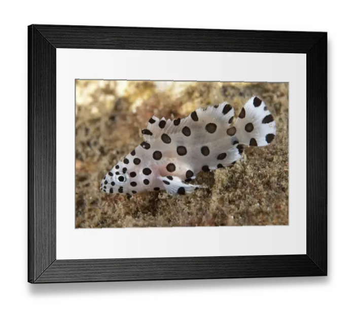 Framed Print : Humpback Grouper (Cromileptes altivelis) juvenile, Lembeh Straits, Sulawesi, Sunda Islands, Indonesia, June Framed Print : Humpback Grouper (Cromileptes altivelis) juvenile, Lembeh Straits, Sulawesi, Sunda Islands, Indonesia, June