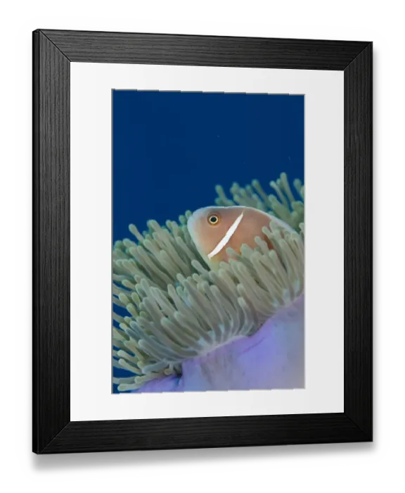 Framed Print : Pink Anemonefish (Amphiprion perideraion) adult, sheltering amongst Magnificent Sea Anemone (Heteractis magnifica)