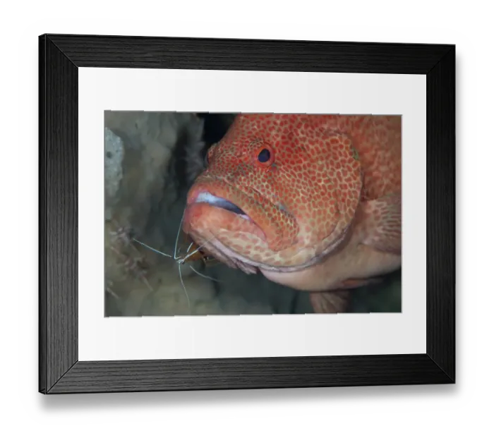 Framed Print : Leopard Grouper (Cephalopholis leopardus) adult, being cleaned by White-banded Cleaner Shrimp (Lysmata amboinensis) Framed Print : Leopard Grouper (Cephalopholis leopardus) adult, being cleaned by White-banded Cleaner Shrimp (Lysmata amboinensis)