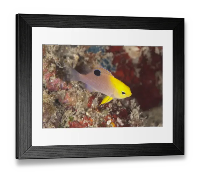 Framed Print : Talbots Damselfish (Chrysiptera talboti) adult, swimming over reef, Lembeh Straits, Sulawesi, Sunda Islands, Indonesia Framed Print : Talbots Damselfish (Chrysiptera talboti) adult, swimming over reef, Lembeh Straits, Sulawesi, Sunda Islands, Indonesia