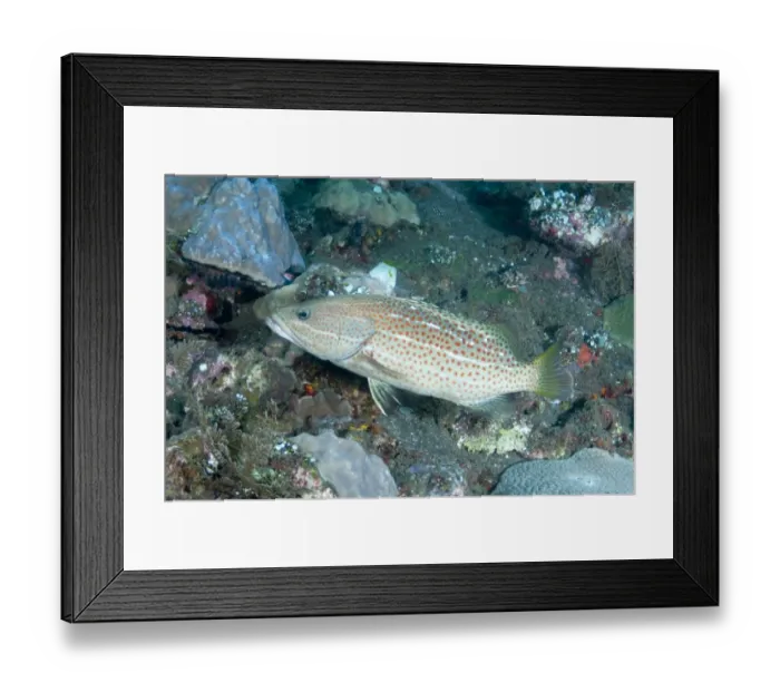 Framed Print : White-lined Grouper (Anyperodon leucogrammicus) adult, swimming inside shipwreck Framed Print : White-lined Grouper (Anyperodon leucogrammicus) adult, swimming inside shipwreck