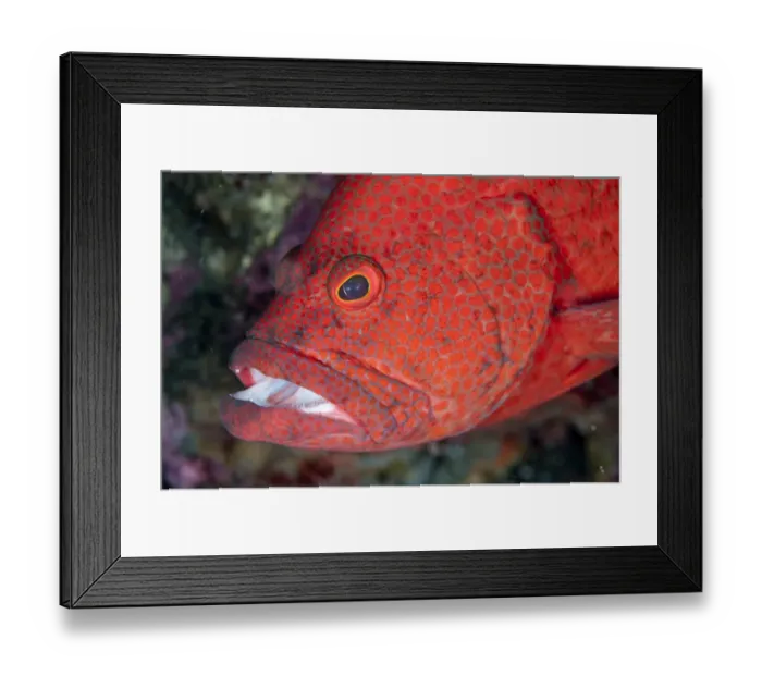 Framed Print : Tomato Grouper (Cephalopholis sonnerati) adult, close-up of head, Seraya, Bali, Lesser Sunda Islands, Indonesia Framed Print : Tomato Grouper (Cephalopholis sonnerati) adult, close-up of head, Seraya, Bali, Lesser Sunda Islands, Indonesia