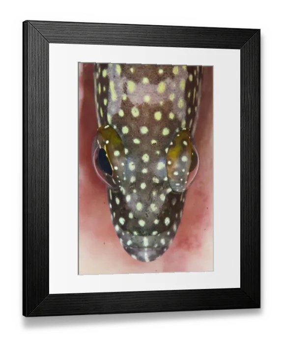 Framed Print : Spotted Coralgrouper (Plectropomus maculatus) adult, close-up of head, resting on barrel sponge, Lembeh Straits Framed Print : Spotted Coralgrouper (Plectropomus maculatus) adult, close-up of head, resting on barrel sponge, Lembeh Straits