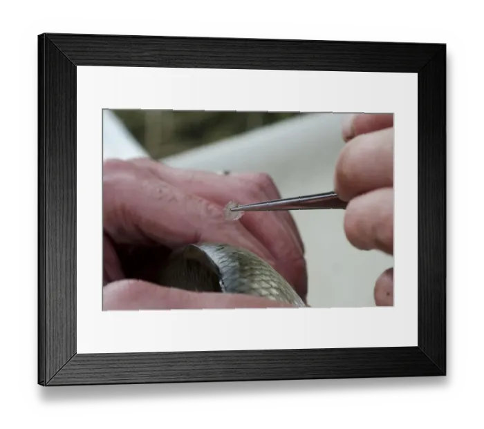 Framed Print : Common Dace (Leuciscus leuciscus) adult, scale being taken by Environment Agency worker during fish survey, River Soar Framed Print : Common Dace (Leuciscus leuciscus) adult, scale being taken by Environment Agency worker during fish survey, River Soar