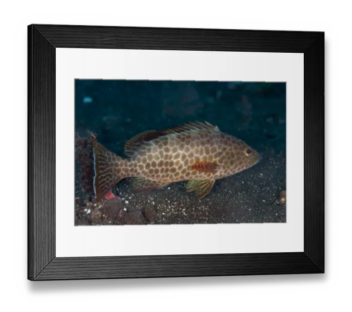 Framed Print : Areolate Grouper (Epinephelus areolatus) adult, swimming over sand, Seraya, Bali, Lesser Sunda Islands, Indonesia Framed Print : Areolate Grouper (Epinephelus areolatus) adult, swimming over sand, Seraya, Bali, Lesser Sunda Islands, Indonesia