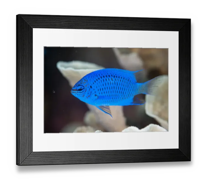Framed Print : Springers Damselfish (Chrysiptera springeri) adult, West Waigeo, Raja Ampat Islands (Four Kings), West Papua