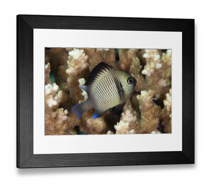 Framed Print : Reticulated Dascyllus (Dascyllus reticulatus) adult, swimming amongst coral, Seraya, Bali, Lesser Sunda Islands Framed Print : Reticulated Dascyllus (Dascyllus reticulatus) adult, swimming amongst coral, Seraya, Bali, Lesser Sunda Islands