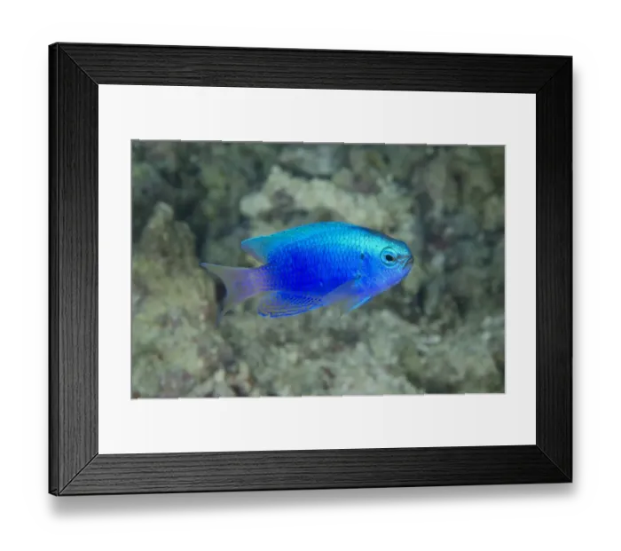 Framed Print : Springers Damselfish (Chrysiptera springeri) adult, swimming, Alor Island, Alor Archipelago, Lesser Sunda Islands