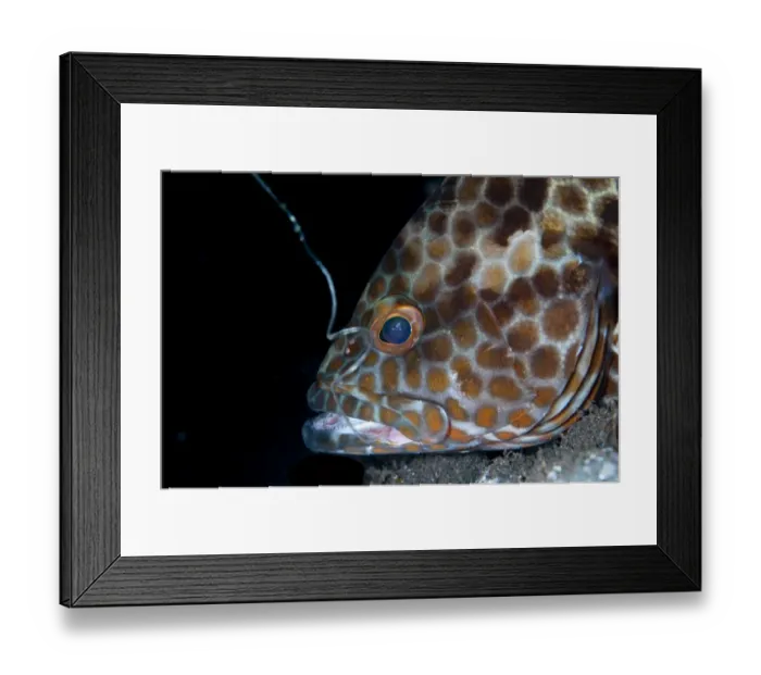 Framed Print : Longfin Grouper (Epinephelus quoyanus) adult, close-up of head, with fishing hook and line in mouth, Seraya, Bali