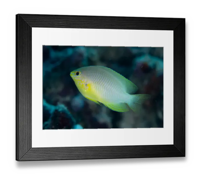 Framed Print : Ternate Damselfish (Amblyglyphidodon ternatensis) adult, Sansapor Raru, Raja Ampat Islands (Four Kings), West Papua