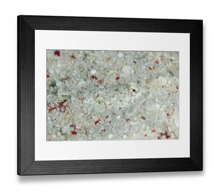 Framed Print : Goram Dragonet (Diplogrammus goramensis) adult, partially buried and camouflaged in sand, Nyata Island Framed Print : Goram Dragonet (Diplogrammus goramensis) adult, partially buried and camouflaged in sand, Nyata Island