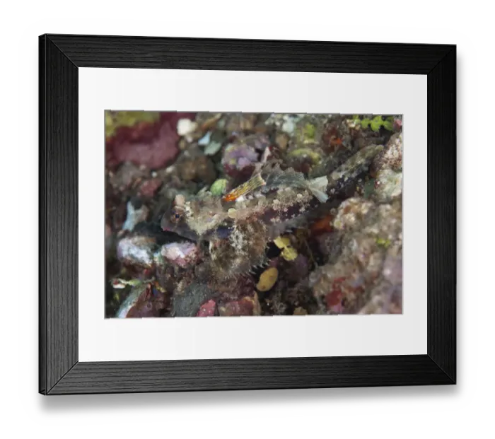 Framed Print : Morrisons Dragonet (Synchiropus morrisoni) adult, resting on coral, Lembeh Straits, Sulawesi, Sunda Islands, Indonesia Framed Print : Morrisons Dragonet (Synchiropus morrisoni) adult, resting on coral, Lembeh Straits, Sulawesi, Sunda Islands, Indonesia