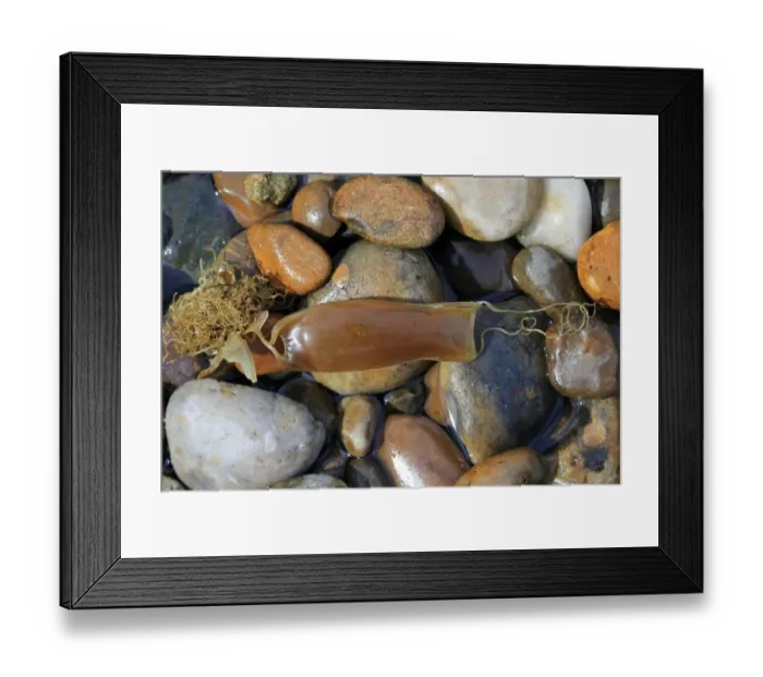 Framed Print : Lesser Spotted Dogfish (Scyliorhinus canicula) Mermaids Purse eggcase, washed up on beach, Sheringham, Norfolk Framed Print : Lesser Spotted Dogfish (Scyliorhinus canicula) Mermaids Purse eggcase, washed up on beach, Sheringham, Norfolk