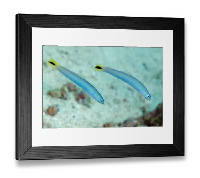 Framed Print : Spot-tail Dartfish (Ptereleotris hetroptera) adult pair, swimming together, Tanjung Tutudiruru, Wetar Island Framed Print : Spot-tail Dartfish (Ptereleotris hetroptera) adult pair, swimming together, Tanjung Tutudiruru, Wetar Island