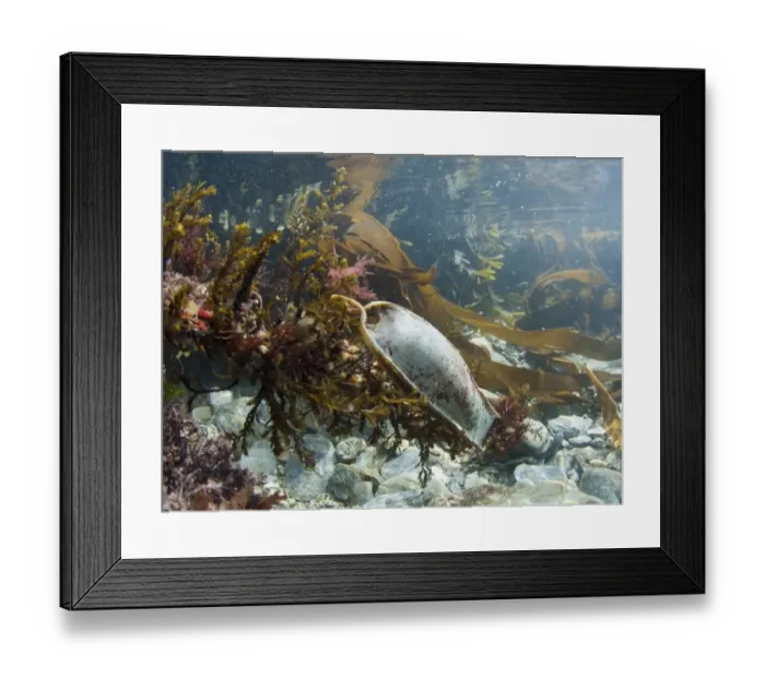Framed Print : Lesser Spotted Dogfish (Scyliorhinus canicula) Mermaids Purse eggcase, attached to seaweed in rockpool, Cornwall Framed Print : Lesser Spotted Dogfish (Scyliorhinus canicula) Mermaids Purse eggcase, attached to seaweed in rockpool, Cornwall