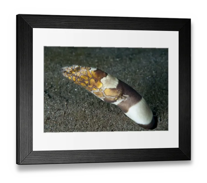 Framed Print : Napoleon Snake-eel (Ophichthus bonaparti) adult, buried in black sand, Lembeh Straits, Sulawesi, Sunda Islands Framed Print : Napoleon Snake-eel (Ophichthus bonaparti) adult, buried in black sand, Lembeh Straits, Sulawesi, Sunda Islands