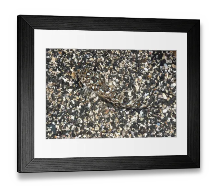 Framed Print : Common Dragonet (Callionymus lyra) adult, camouflaged on sandy seabird, Kimmeridge Bay, Isle of Purbeck, Dorset