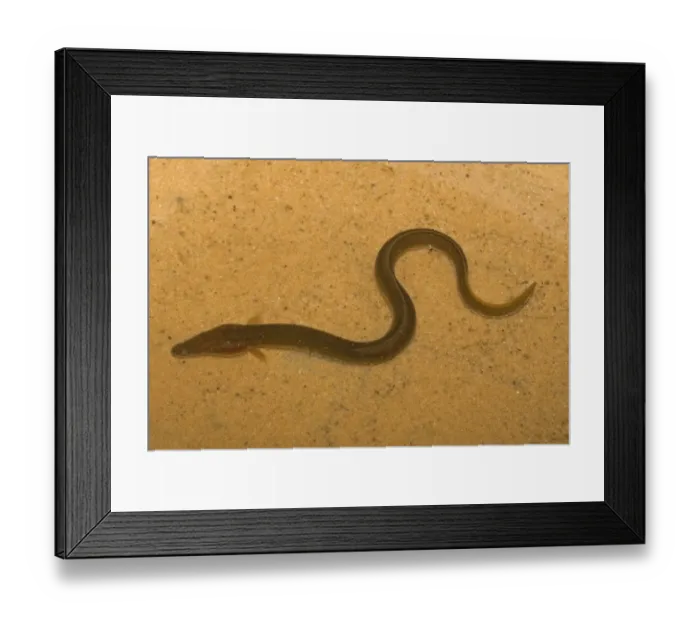 Framed Print : European Eel (Anguilla anguilla) adult, in shallow water on sand, Norfolk, England, February (controlled) Framed Print : European Eel (Anguilla anguilla) adult, in shallow water on sand, Norfolk, England, February (controlled)