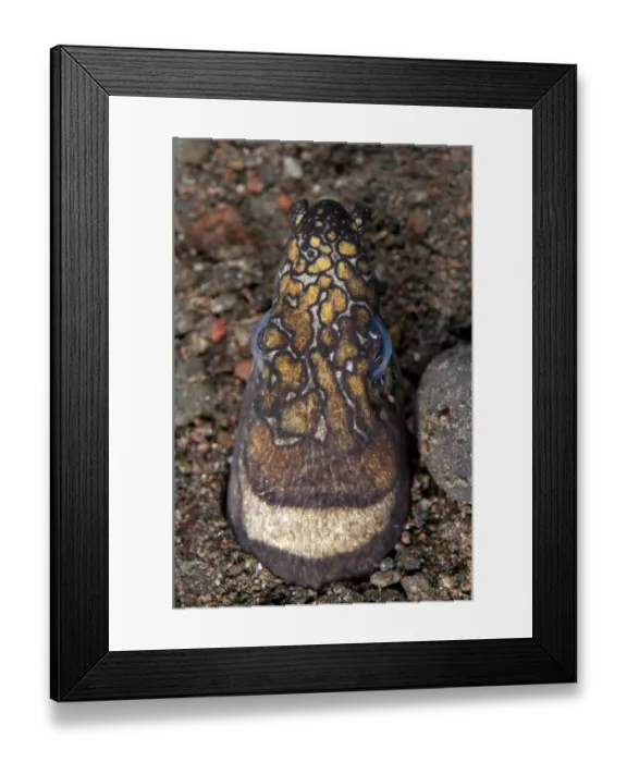 Framed Print : Napoleon Snake-eel (Ophichthus bonaparti) adult, close-up of head, at burrow entrance in sand, Seraya, Bali Framed Print : Napoleon Snake-eel (Ophichthus bonaparti) adult, close-up of head, at burrow entrance in sand, Seraya, Bali