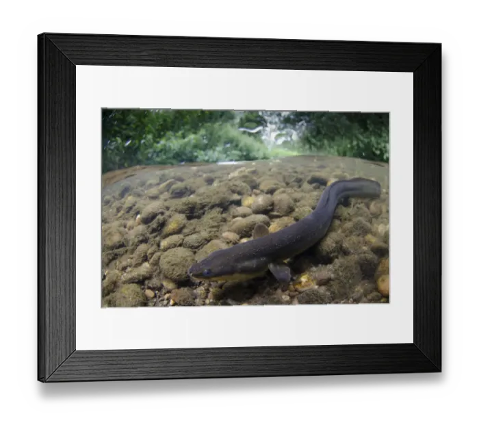 Framed Print : European Eel (Anguilla anguilla) adult, swimming over riverbed in shallow water, in river habitat, River Soar Framed Print : European Eel (Anguilla anguilla) adult, swimming over riverbed in shallow water, in river habitat, River Soar