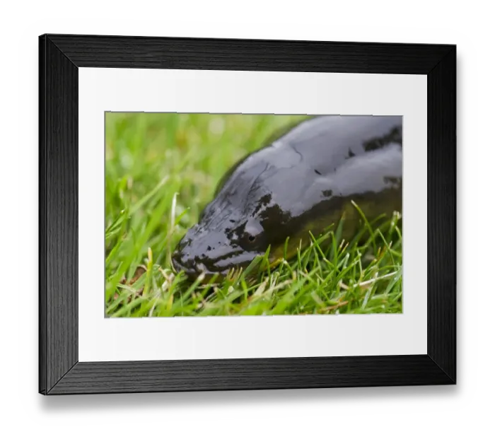 Framed Print : European Eel (Anguilla anguilla) adult, close-up of head, on grass, River Trent, Nottinghamshire, England, June Framed Print : European Eel (Anguilla anguilla) adult, close-up of head, on grass, River Trent, Nottinghamshire, England, June