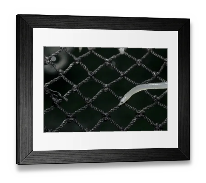 Framed Print : European Eel (Anguilla anguilla) young, glass eel on net at captive rearing project headquarters Framed Print : European Eel (Anguilla anguilla) young, glass eel on net at captive rearing project headquarters