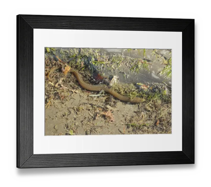 Framed Print : European Eel (Anguilla anguilla) yellow form, immature, swimming in shallow water amongst rocks on shore, Eype, Dorset