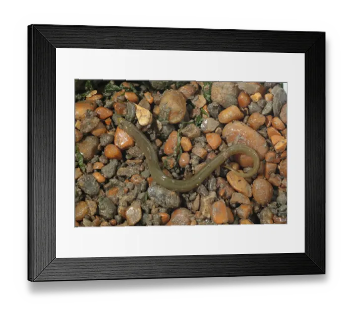 Framed Print : European Eel (Anguilla anguilla) yellow form, immature, amongst rocks on shore, Eype, Dorset, England, September Framed Print : European Eel (Anguilla anguilla) yellow form, immature, amongst rocks on shore, Eype, Dorset, England, September