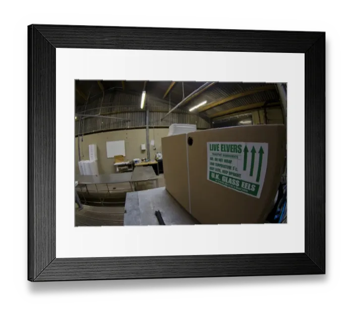 Framed Print : European Eel (Anguilla anguilla) young, in Live Elvers box at captive rearing project headquarters Framed Print : European Eel (Anguilla anguilla) young, in Live Elvers box at captive rearing project headquarters