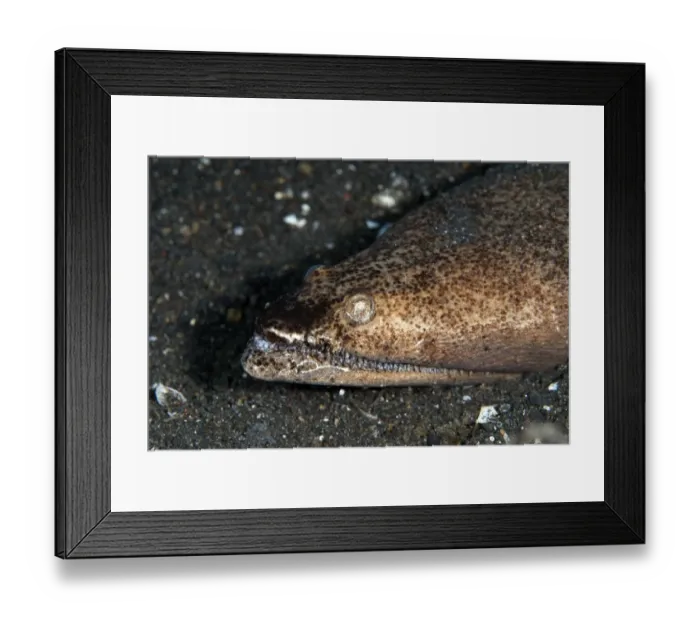 Framed Print : Stargazer Snake Eel (Brachysomophis cirrocheilos) adult, close-up of head, on black sand, Lembeh Straits, Sulawesi Framed Print : Stargazer Snake Eel (Brachysomophis cirrocheilos) adult, close-up of head, on black sand, Lembeh Straits, Sulawesi