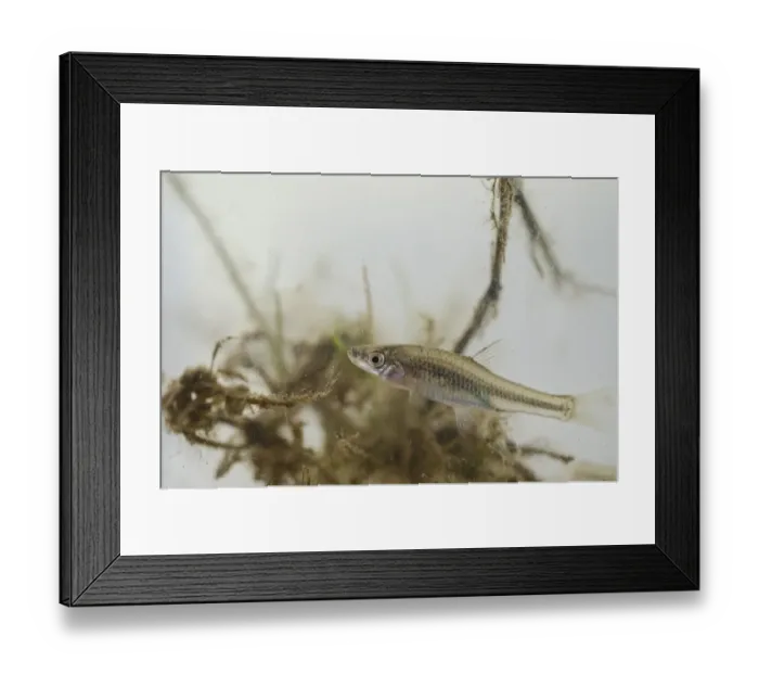 Framed Print : Topmouth Gudgeon (Pseudorasbora parva) introduced invasive species, adult, swimming in tank, caught in fishery Framed Print : Topmouth Gudgeon (Pseudorasbora parva) introduced invasive species, adult, swimming in tank, caught in fishery