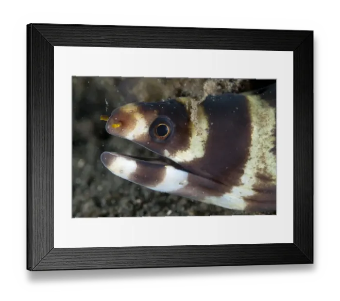 Framed Print : Barred Moray Eel (Echidna polyzona) adult, close-up of head, Lembeh Straits, Sulawesi, Sunda Islands, Indonesia, March Framed Print : Barred Moray Eel (Echidna polyzona) adult, close-up of head, Lembeh Straits, Sulawesi, Sunda Islands, Indonesia, March
