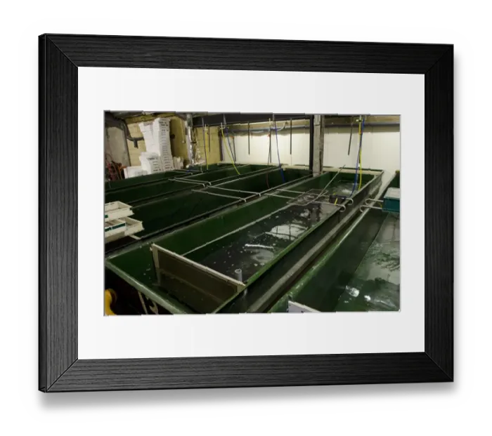 Framed Print : European Eel (Anguilla anguilla) holding tanks for elvers at captive rearing project headquarters Framed Print : European Eel (Anguilla anguilla) holding tanks for elvers at captive rearing project headquarters
