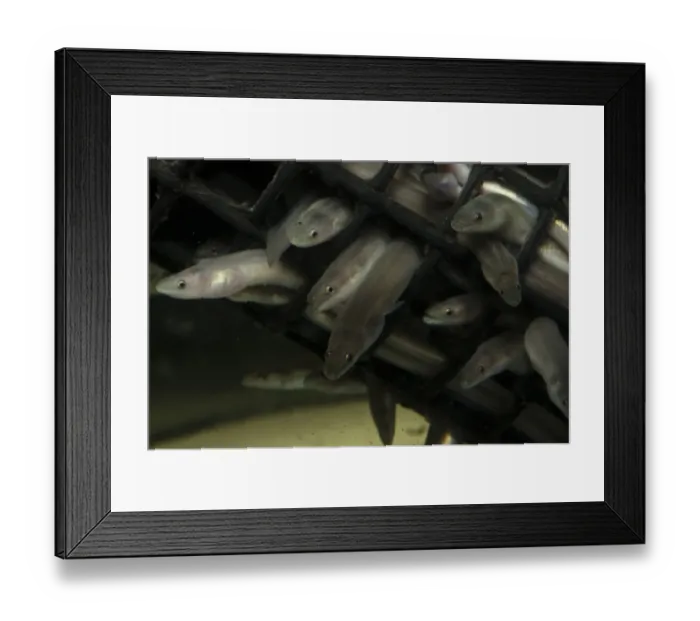 Framed Print : European Eel (Anguilla anguilla) juveniles, group in tank at captive rearing project headquarters Framed Print : European Eel (Anguilla anguilla) juveniles, group in tank at captive rearing project headquarters
