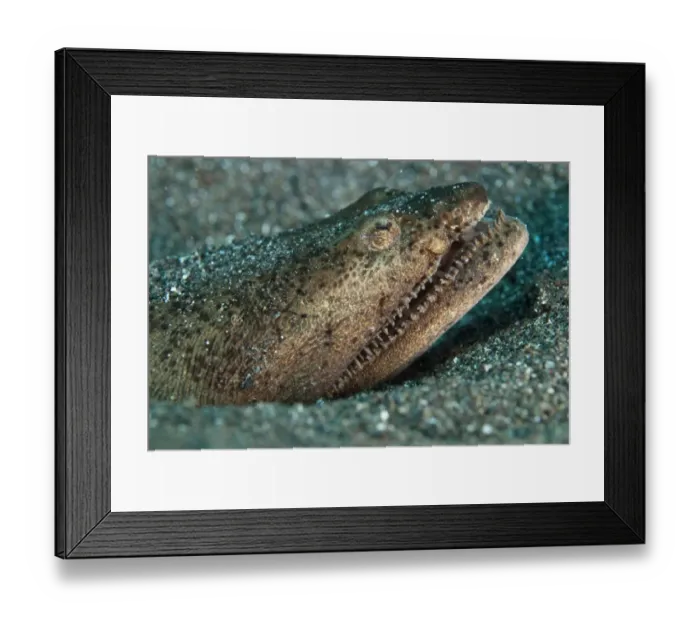 Framed Print : Stargazer Snake-eel (Brachysomophis cirrocheilos) adult, close-up of head, buried in black sand, Lembeh Straits Framed Print : Stargazer Snake-eel (Brachysomophis cirrocheilos) adult, close-up of head, buried in black sand, Lembeh Straits
