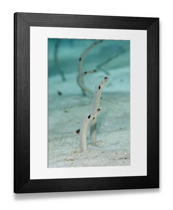 Framed Print : Spotted Garden Eel (Heteroconger hassi) adults, emerging from burrows, Tanjung Bacatan, Kawula Island Framed Print : Spotted Garden Eel (Heteroconger hassi) adults, emerging from burrows, Tanjung Bacatan, Kawula Island